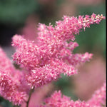 Astilbe japonica Rheinland False Spirea