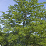 Gleditsia triacanthos var. inermis Shademaster Shademaster Honeylocust