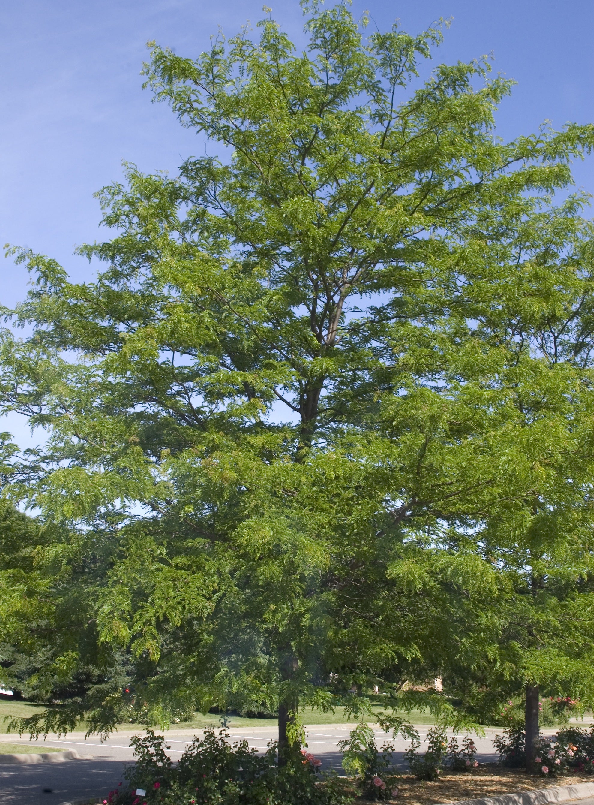 Gleditsia triacanthos var. inermis Shademaster Shademaster Honeylocust