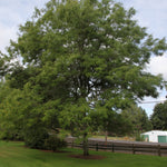 Gleditsia triacanthos var. inermis Skyline Skycole PP1619 Skyline Honeylocust