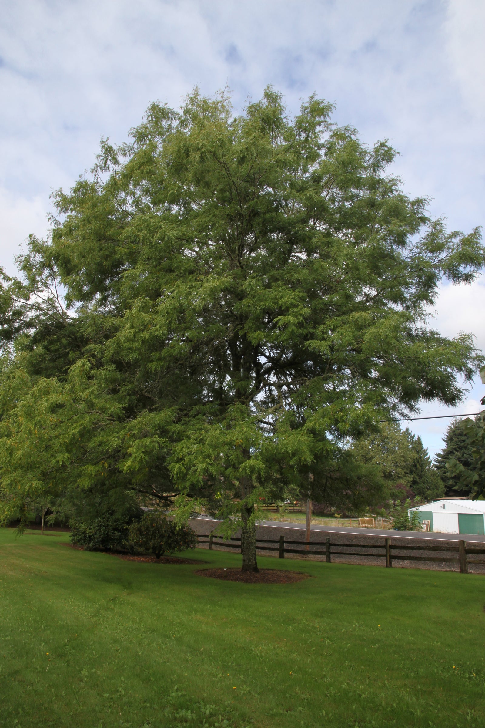 Gleditsia triacanthos var. inermis Skyline Skycole PP1619 Skyline Honeylocust