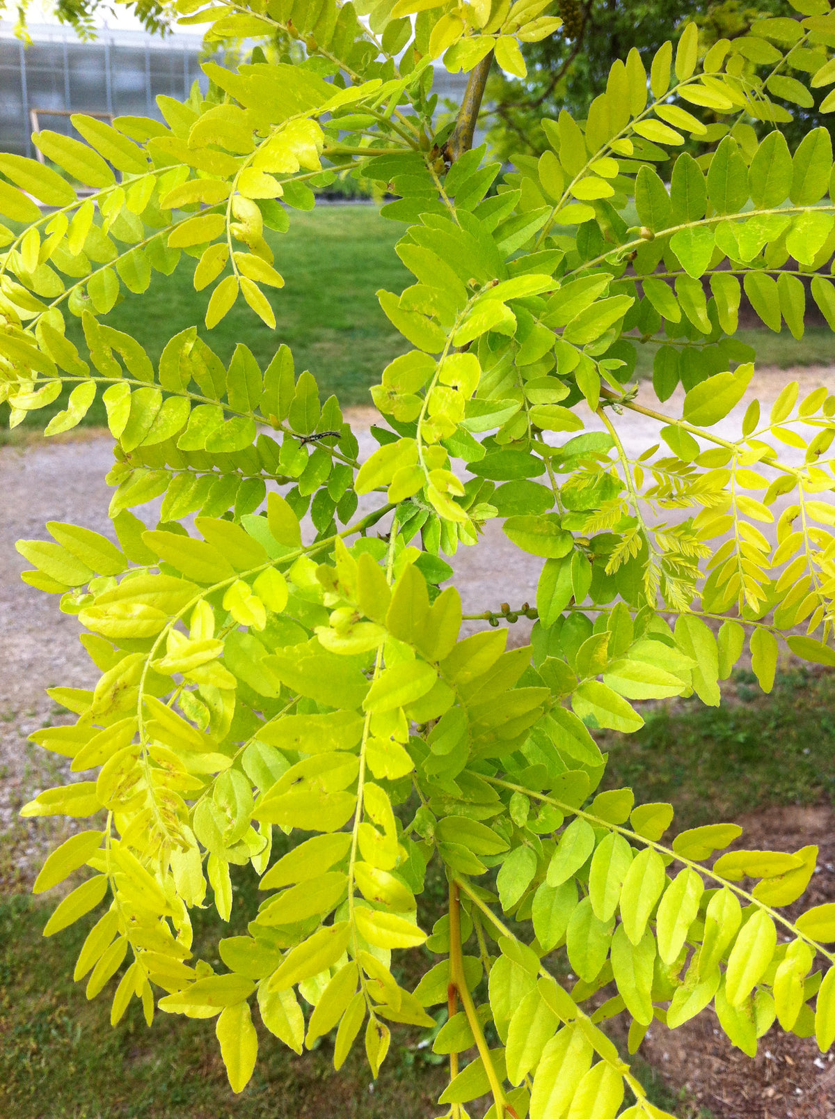 Sunburst® Honeylocust – GardenTap