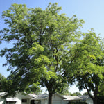 Gymnocladus dioicus Espresso Espresso JFS Espresso Kentucky Coffee Tree