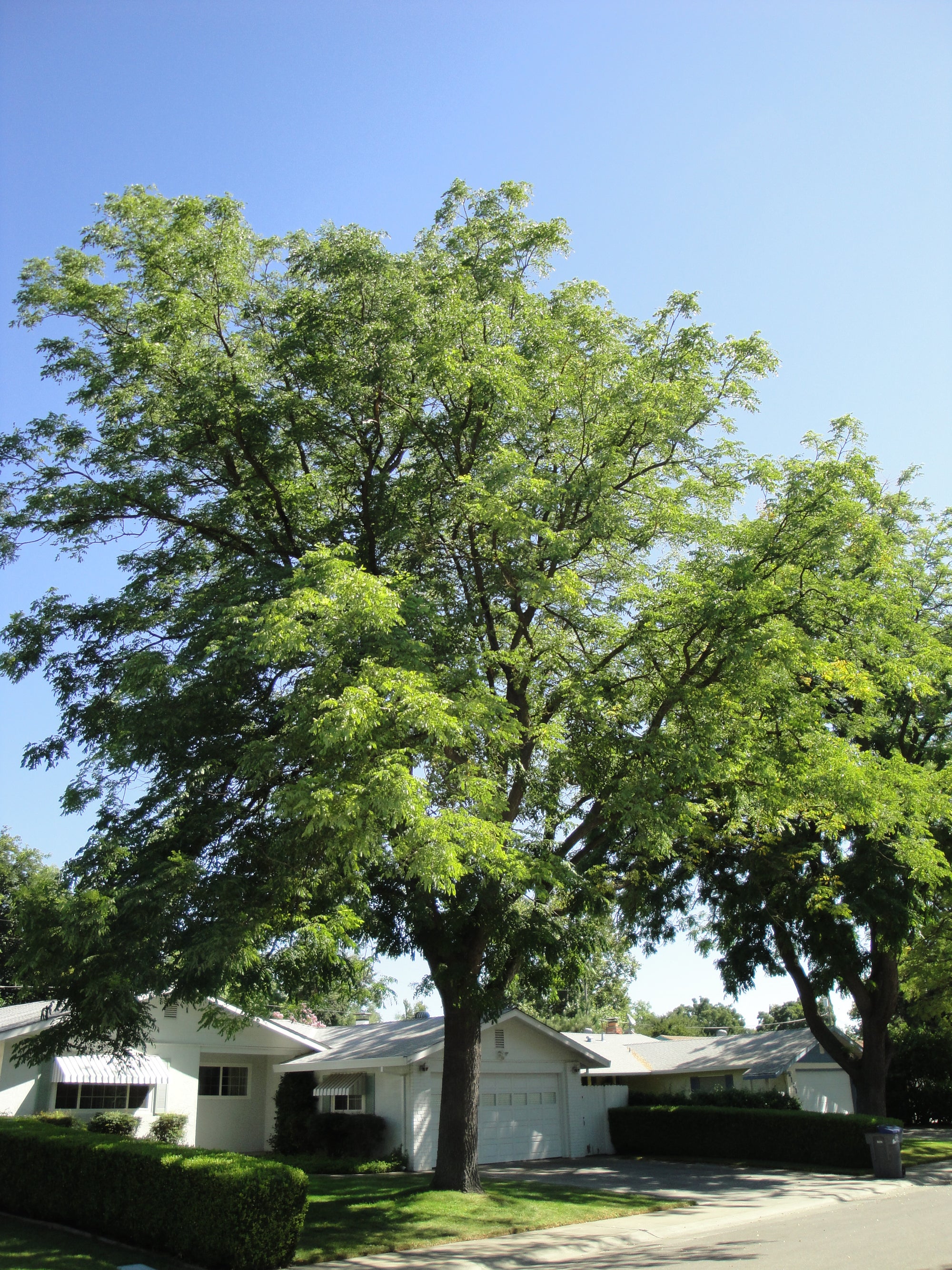 Gymnocladus dioicus Espresso Espresso JFS Espresso Kentucky Coffee Tree