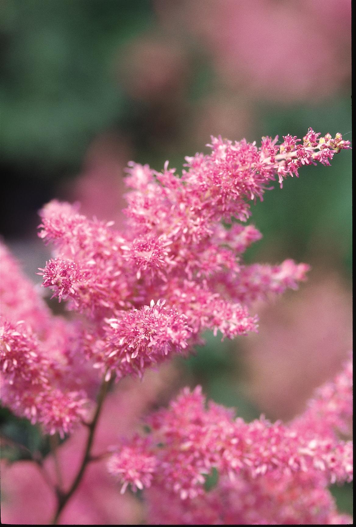 Astilbe japonica Rheinland Rheinland False Spirea