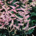 Astilbe simplicifolia Hennie Graafland Hennie Graafland Dwarf Astilbe