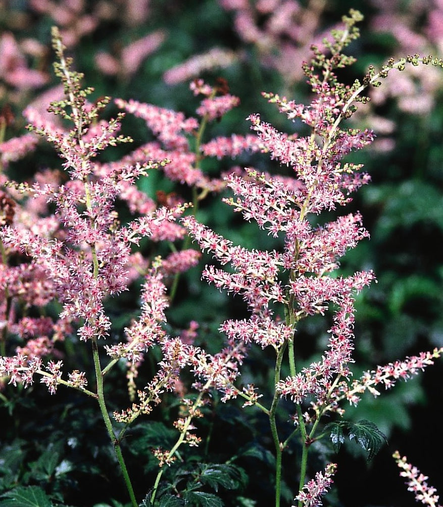 Astilbe simplicifolia Hennie Graafland Hennie Graafland Dwarf Astilbe