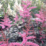Astilbe simplicifolia Key West PPAF Dwarf Astilbe