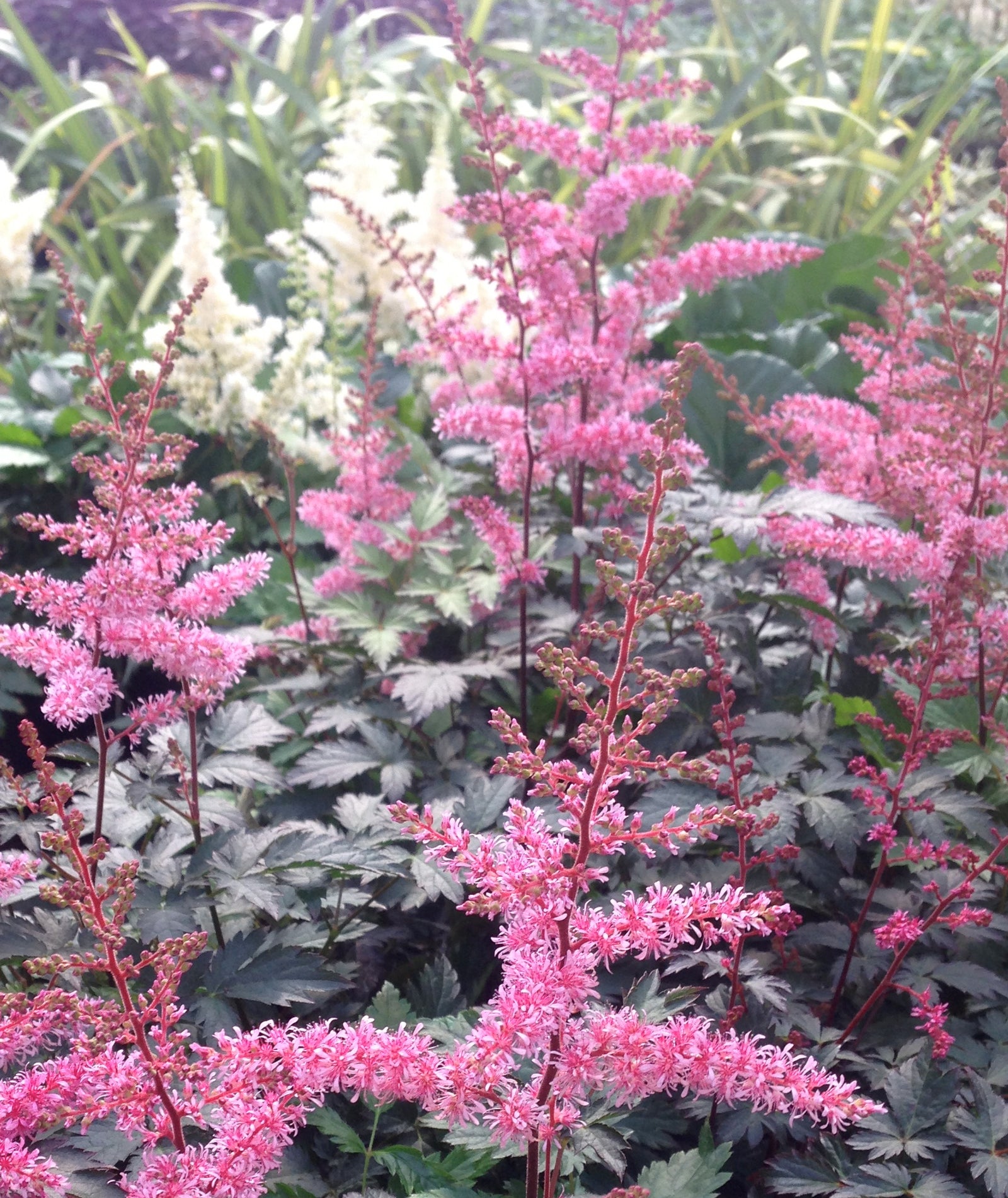 Astilbe simplicifolia Key West PPAF Dwarf Astilbe