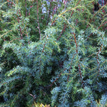 Juniperus communis Suecica Major Swedish Juniper