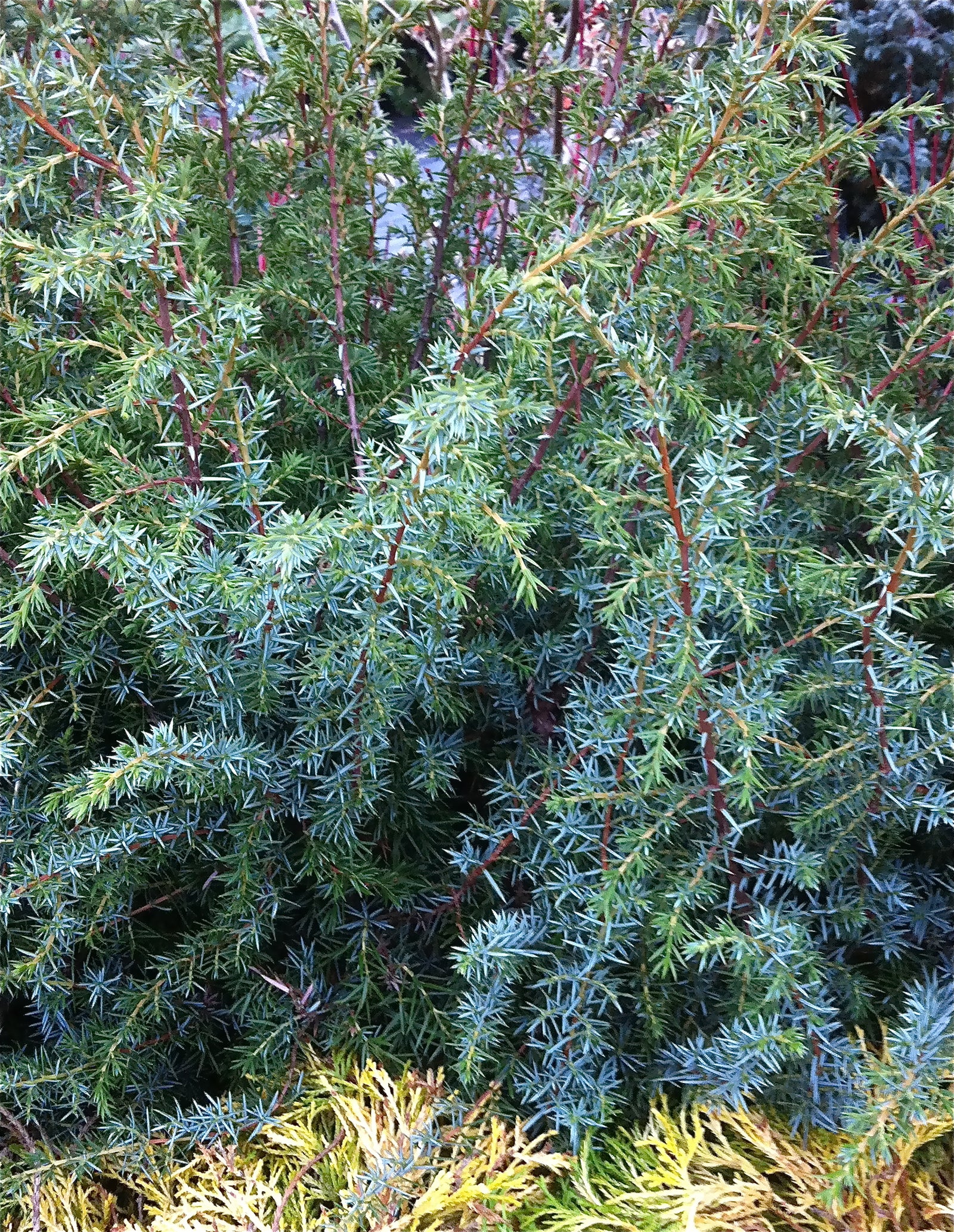 Juniperus communis Suecica Major Swedish Juniper