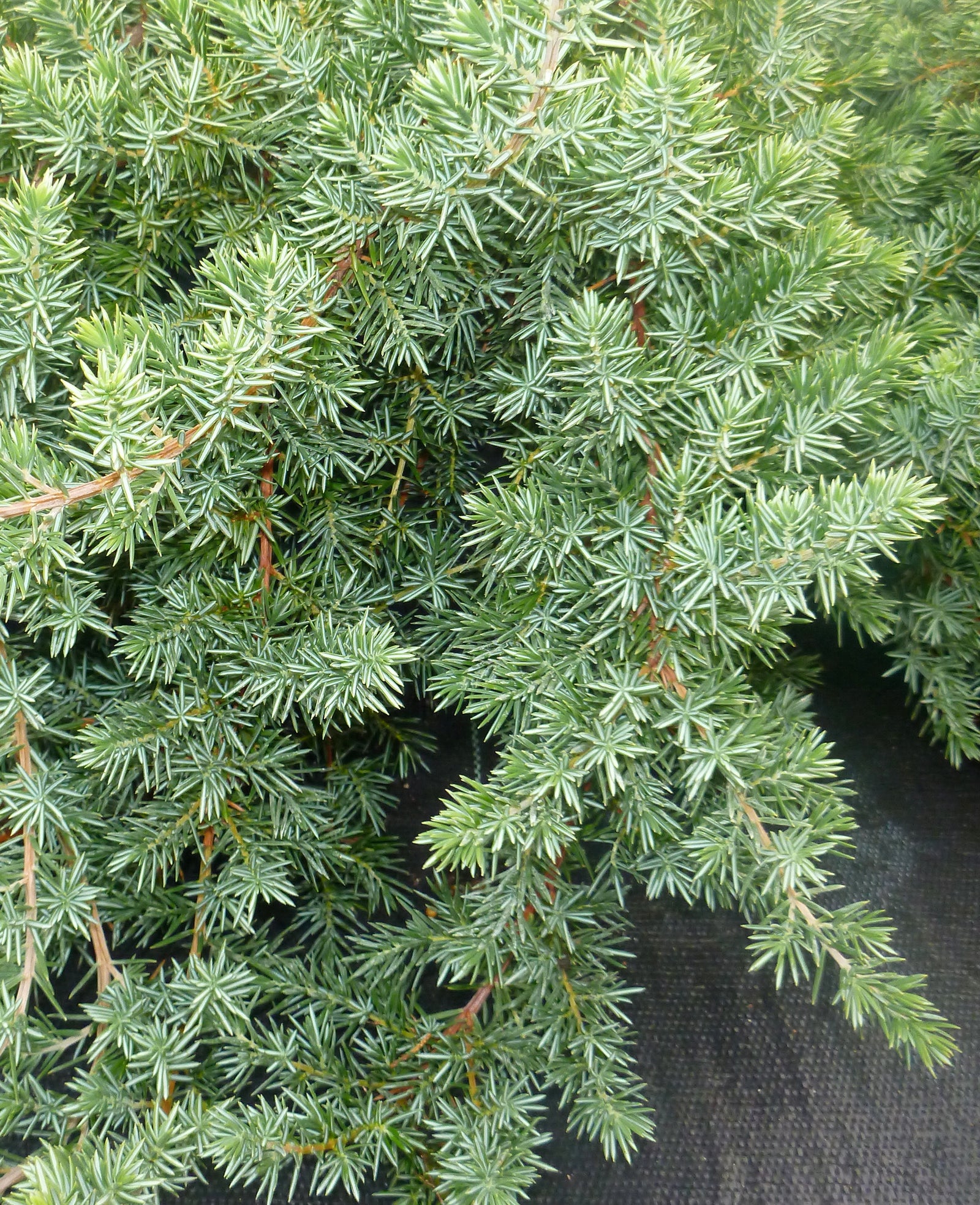 Juniperus conferta Blue Pacific Blue Pacific Shore Juniper