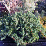 Juniperus conferta Emerald Sea Emerald Sea Shore Juniper