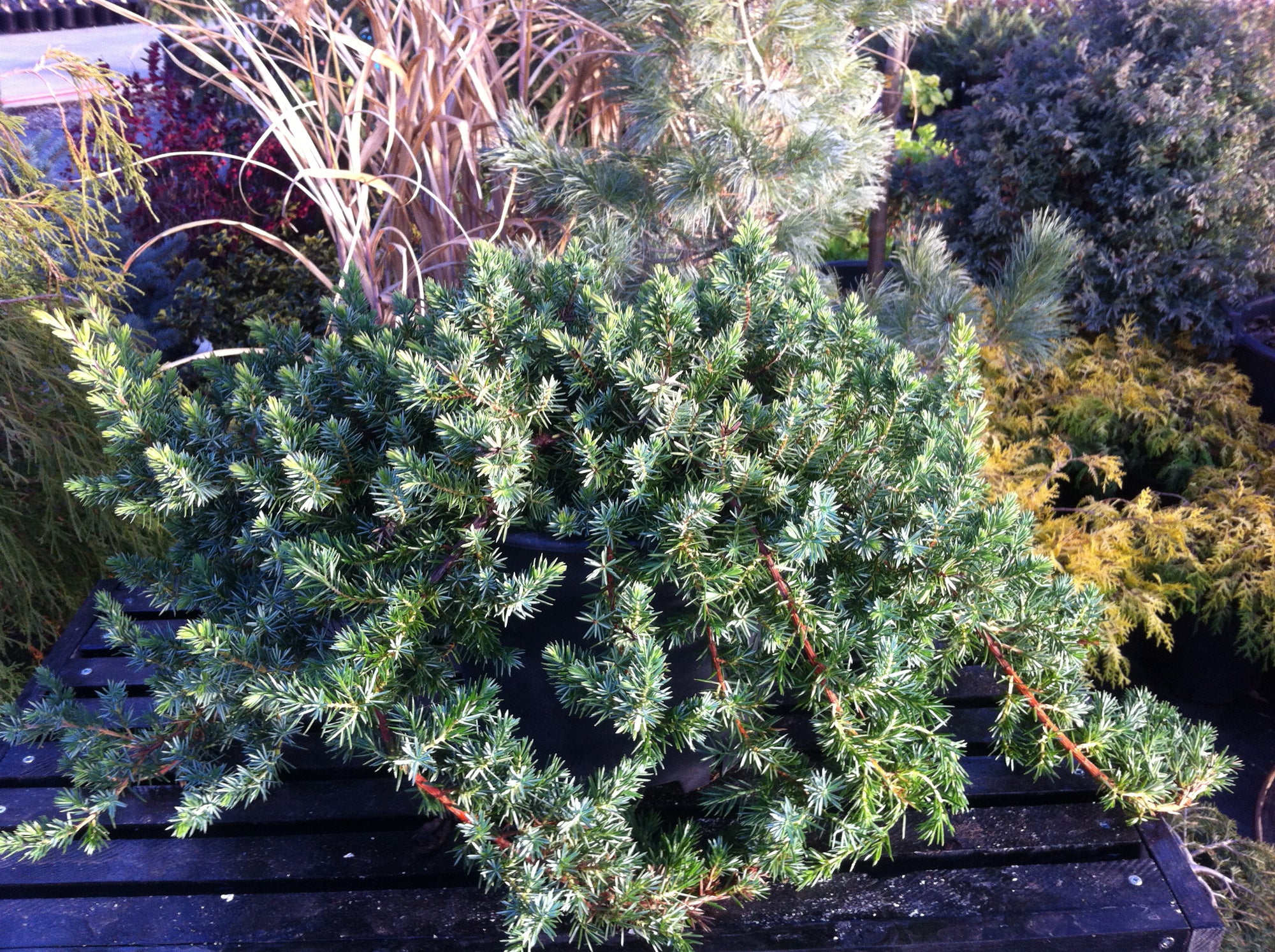 Juniperus conferta Emerald Sea Emerald Sea Shore Juniper