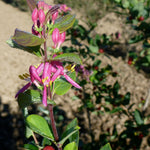 Lonicera tatarica Arnold Red Arnold Red Honeysuckle