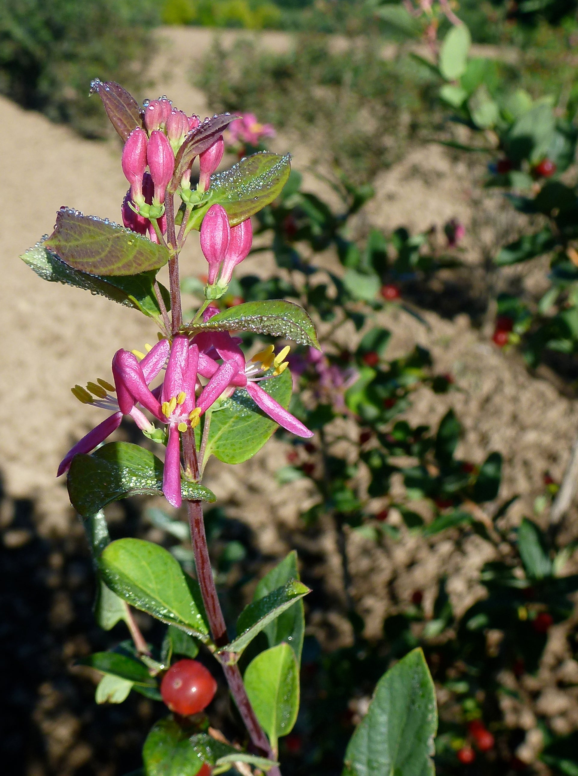 Lonicera tatarica Arnold Red Arnold Red Honeysuckle