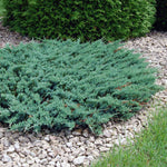 Juniperus horizontalis Blue Chip Blue Chip Juniper