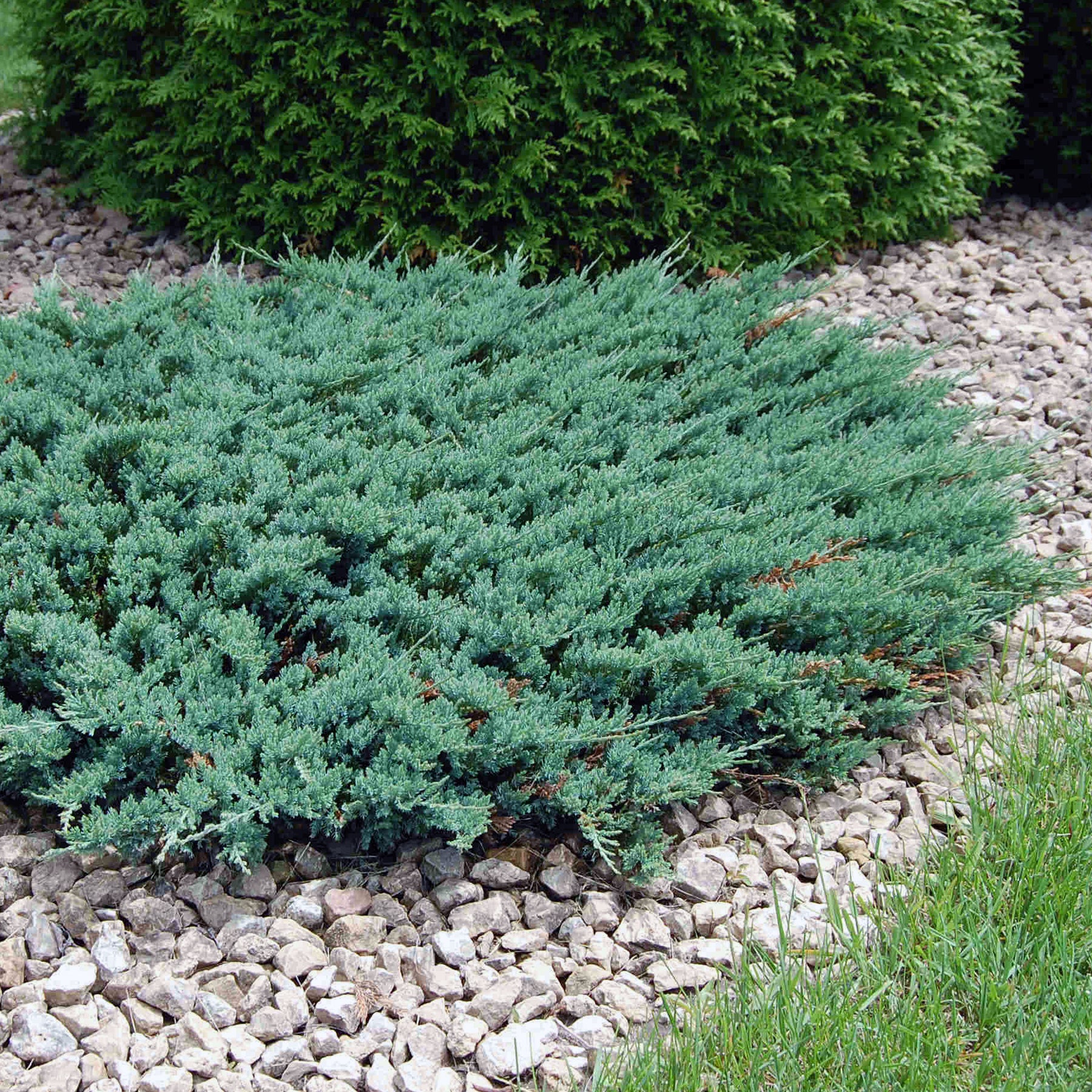 Juniperus horizontalis Blue Chip Blue Chip Juniper