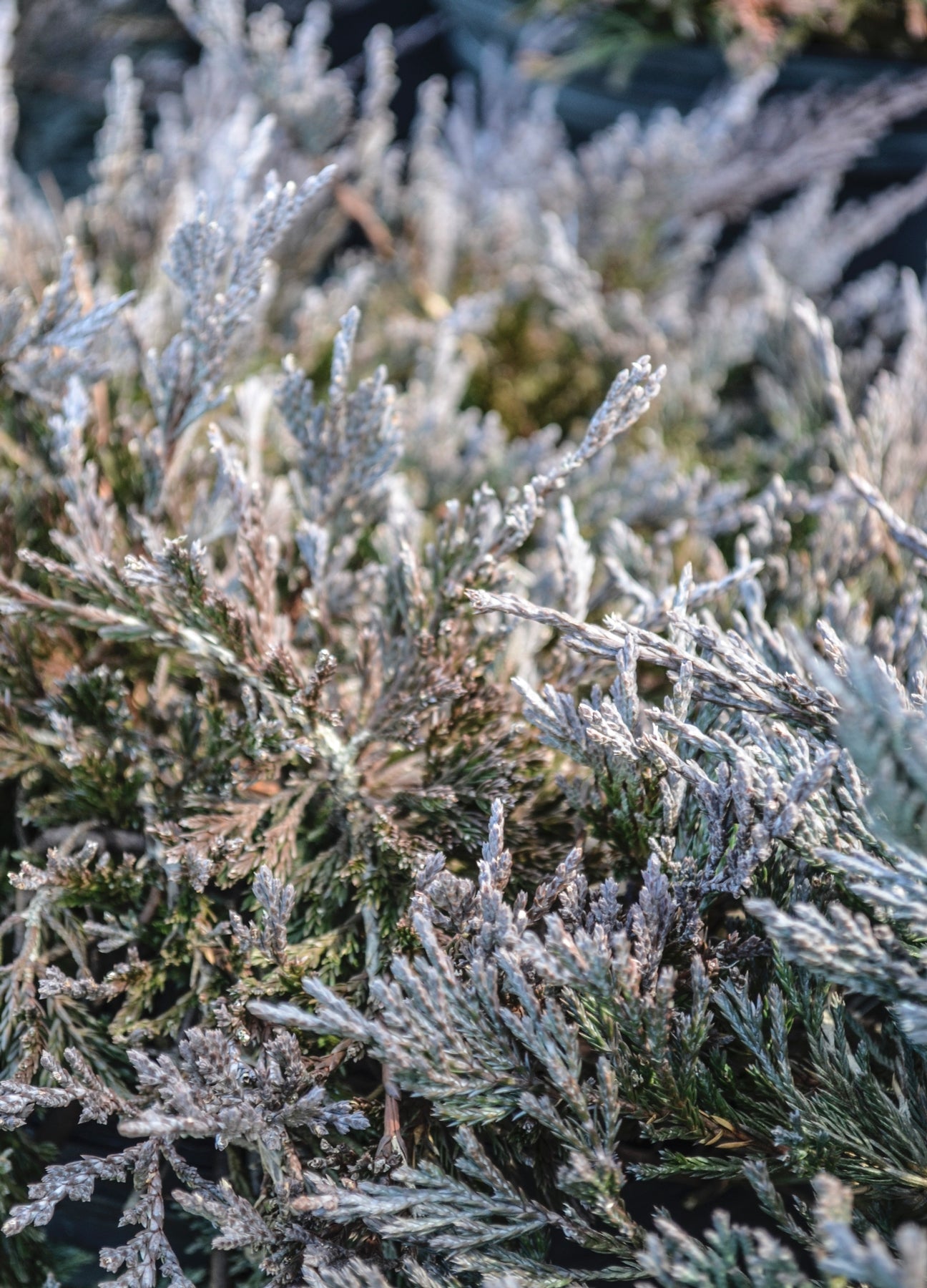 Juniperus horizontalis Bar Harbor Bar Harbor Juniper