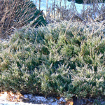 Juniperus horizontalis Hughes Hughes Juniper