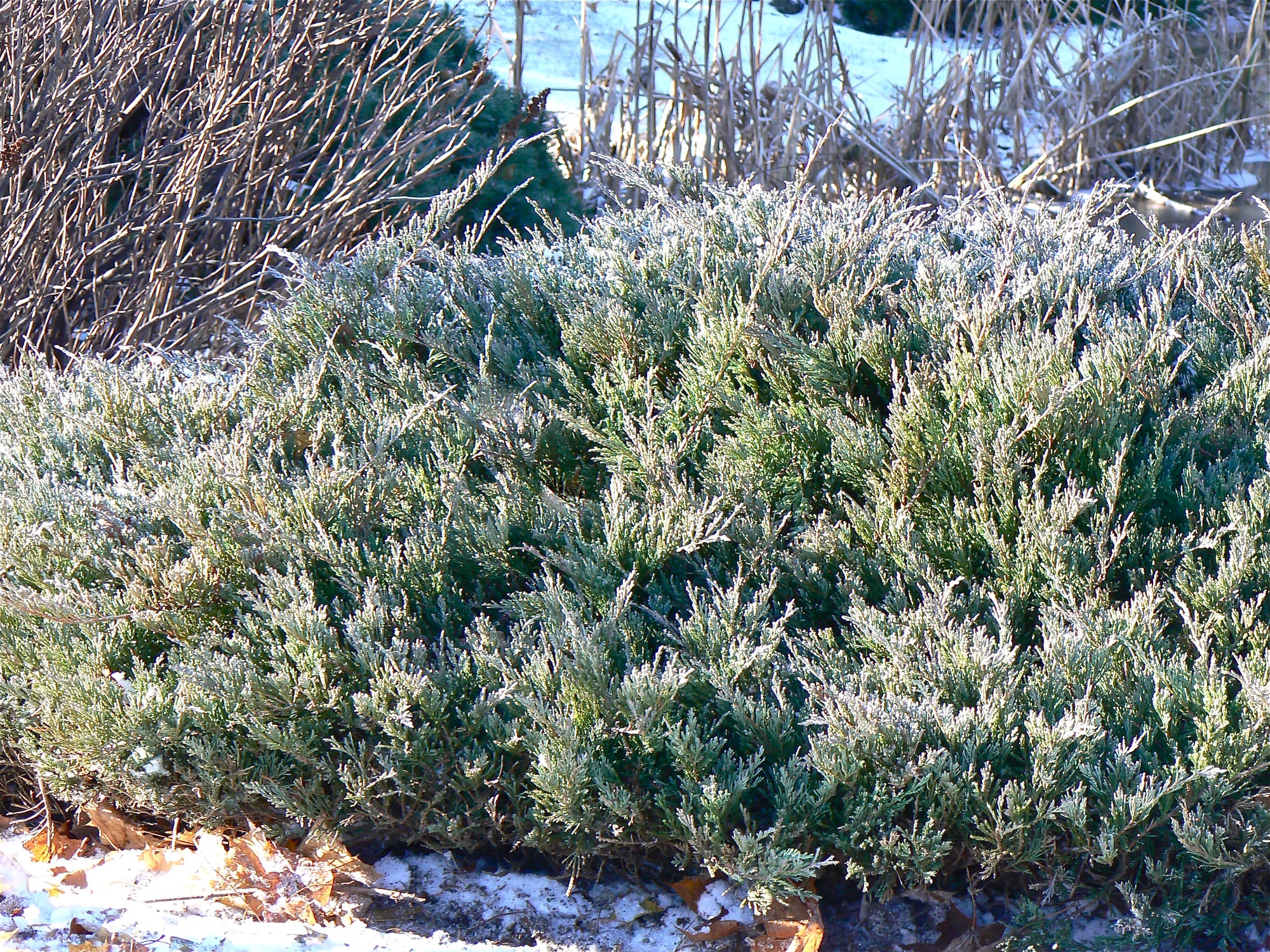 Juniperus horizontalis Hughes Hughes Juniper