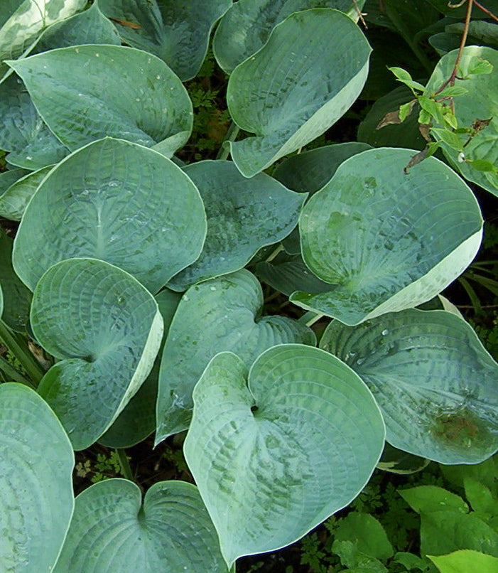 Hosta Abiqua Drinking Gourd Plantain Lily