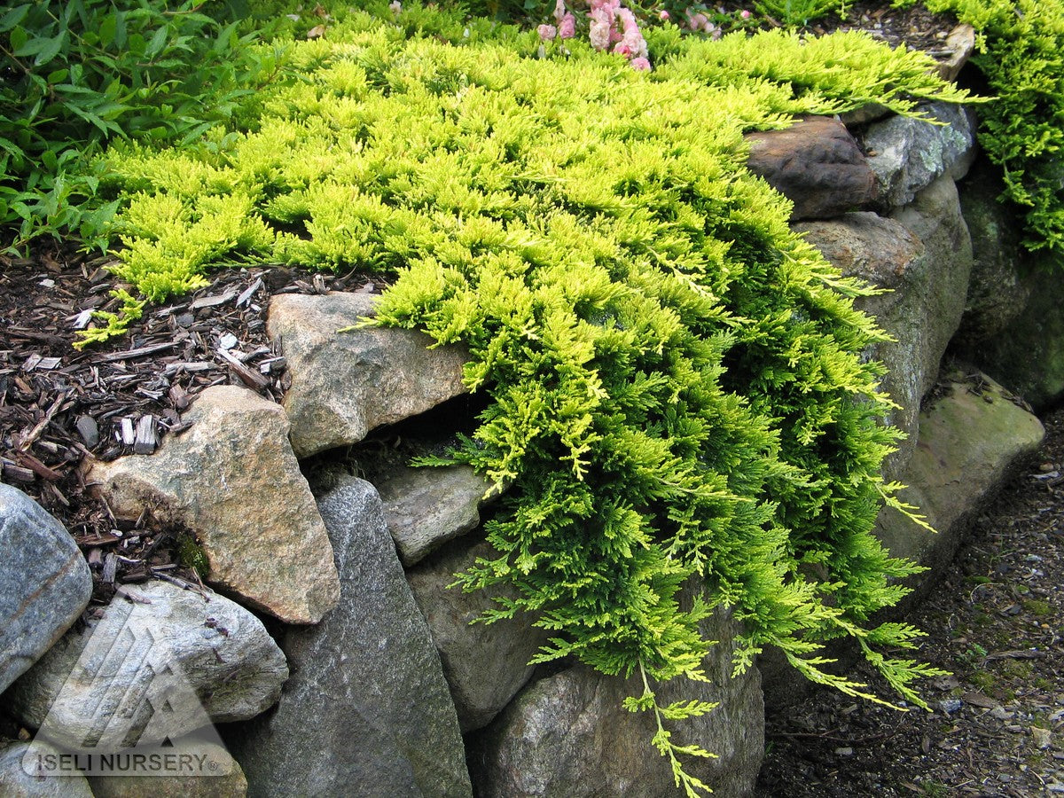 Juniperus horizontalis Mother Lode PP5948 Mother Lode Juniper