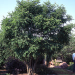 Maackia amurensis Amur Maackia