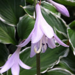 Hosta Fortunei Albomarginata Plantain Lily