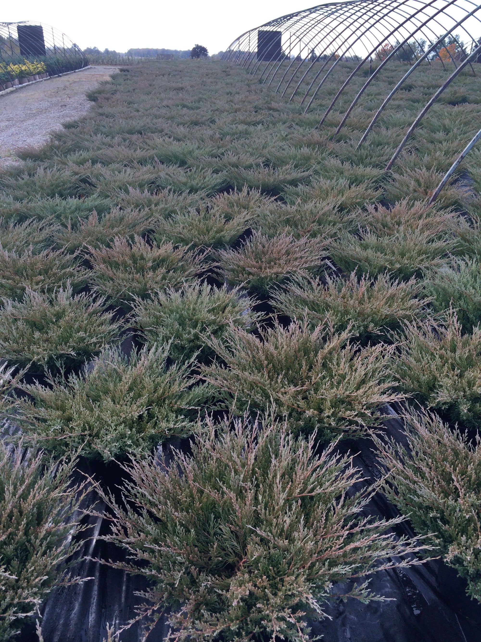 Juniperus horizontalis Plumosa Compacta Compact Andorra Juniper