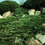 Juniperus horizontalis Prince of Wales Prince of Wales Juniper