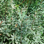 Myrica gale Sweet Gale