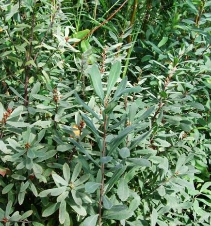 Myrica gale Sweet Gale