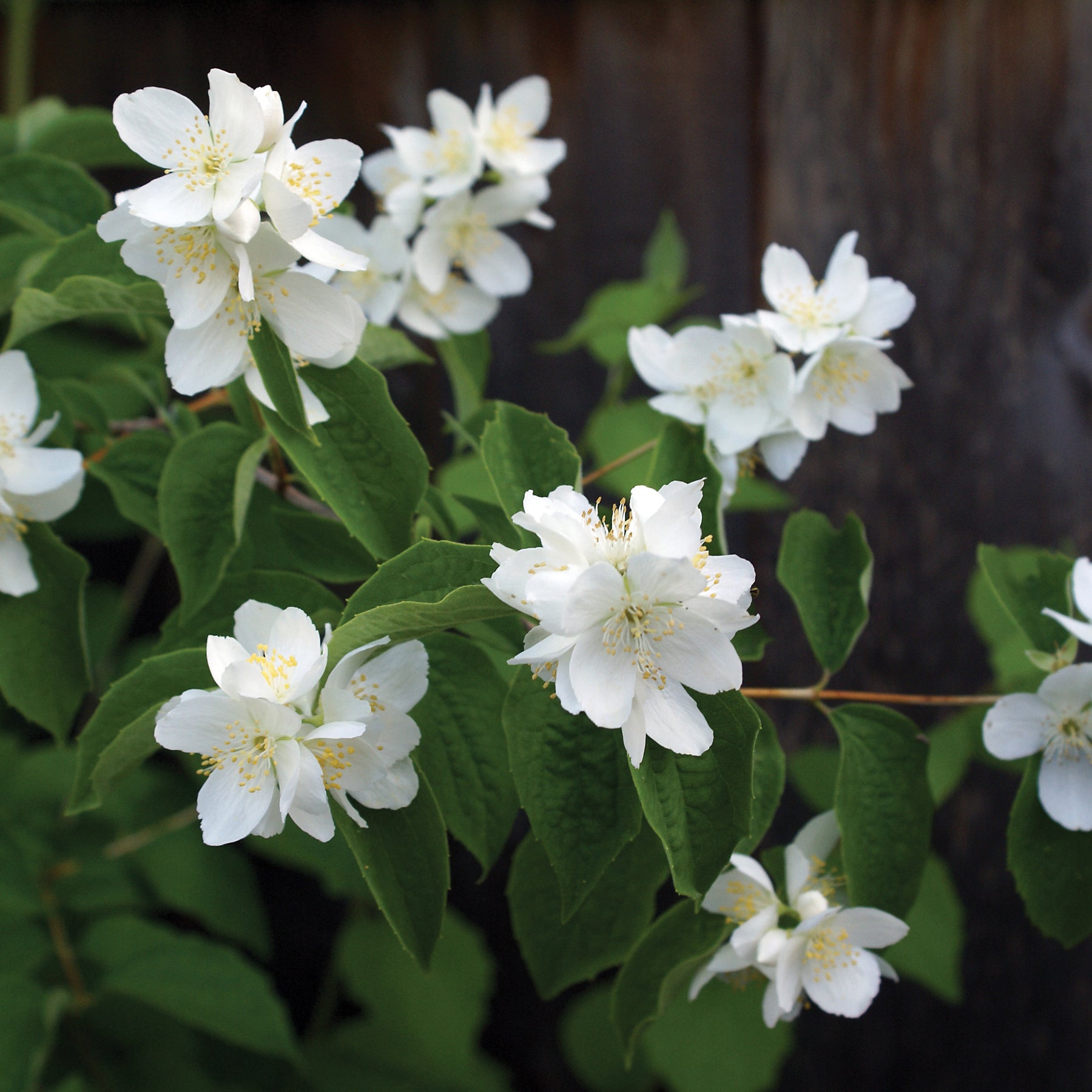 Philadelphus x virginalis Mockorange