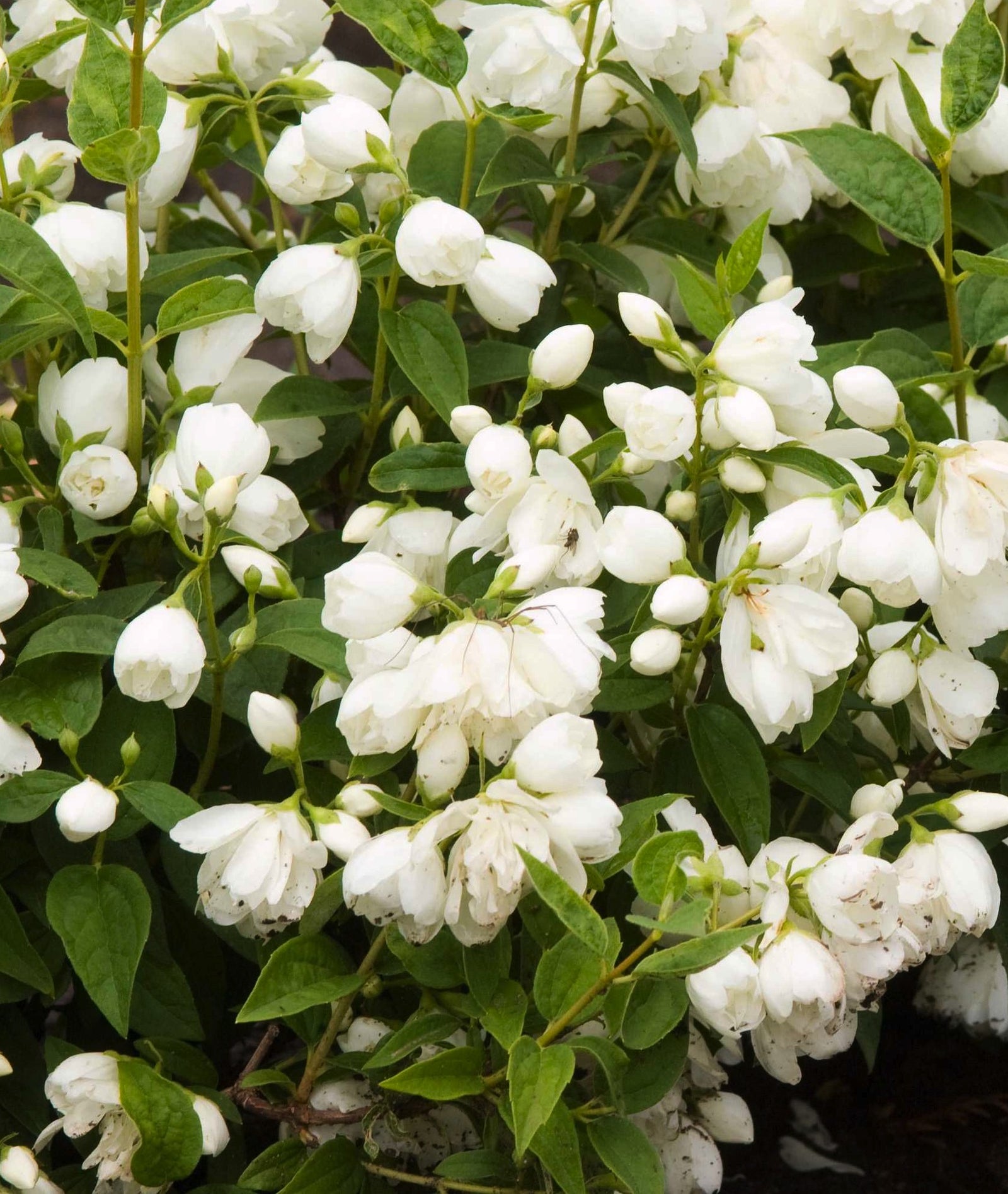 Philadelphus x Snowbelle COPF Snowbelle Mockorange