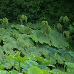 Astilboides tabularis Shieldleaf Rodgersia