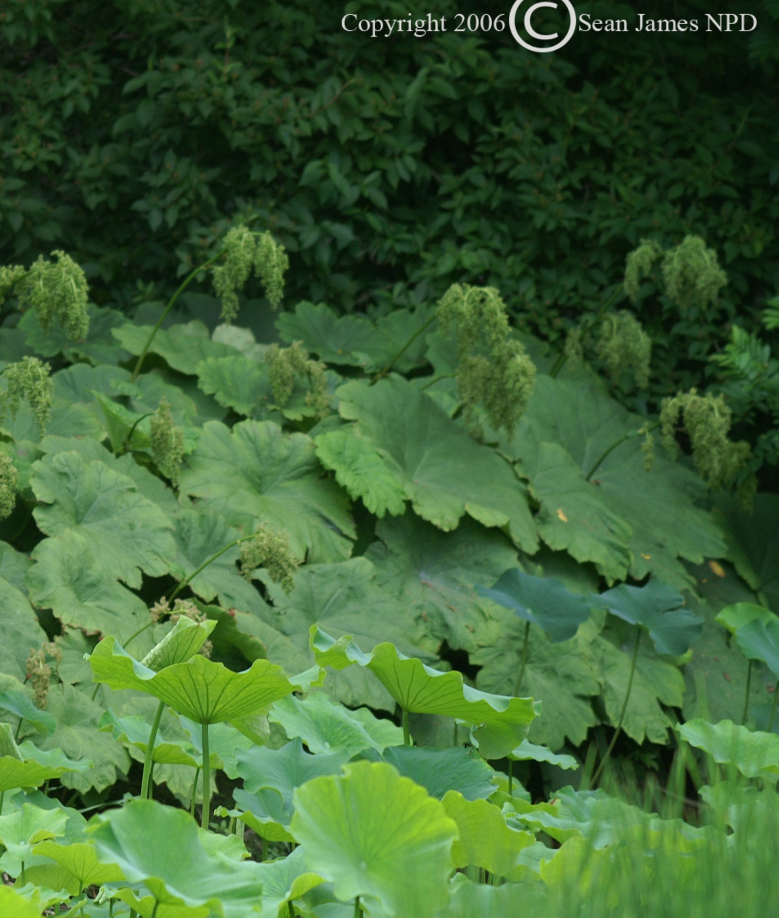 Astilboides tabularis Shieldleaf Rodgersia