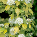 Physocarpus opulifolius Dart's Gold Dart's Gold Ninebark