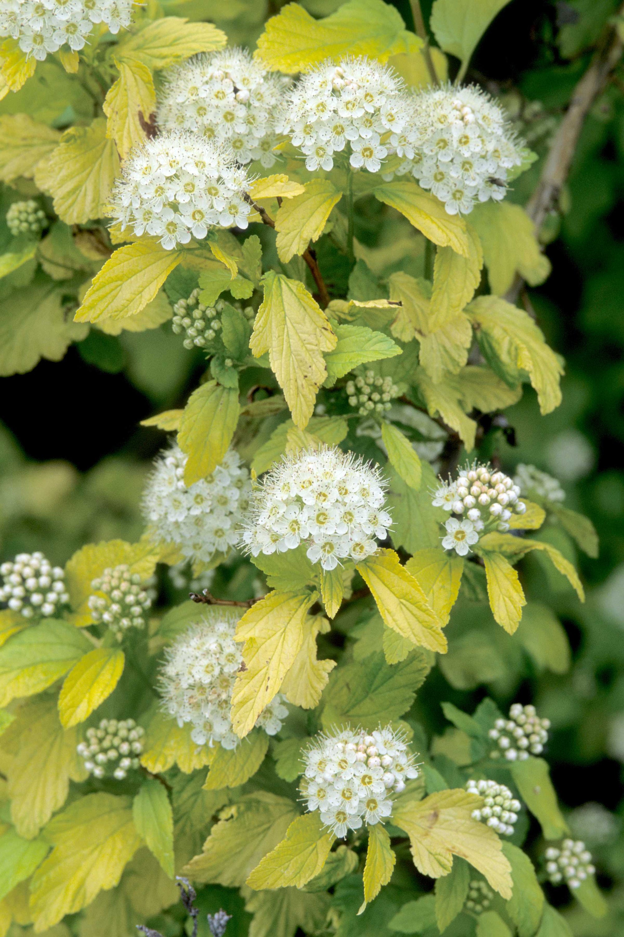Physocarpus opulifolius Dart's Gold Dart's Gold Ninebark