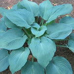 Hosta Blue Angel Plantain Lily