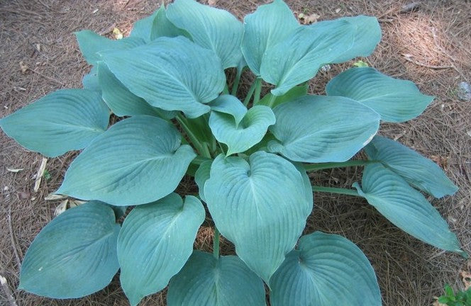 Hosta Blue Angel Plantain Lily