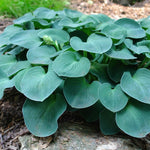 Hosta Blue Mouse Ears Plantain Lily