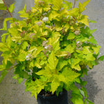 Physocarpus opulifolius Luteus Golden Ninebark