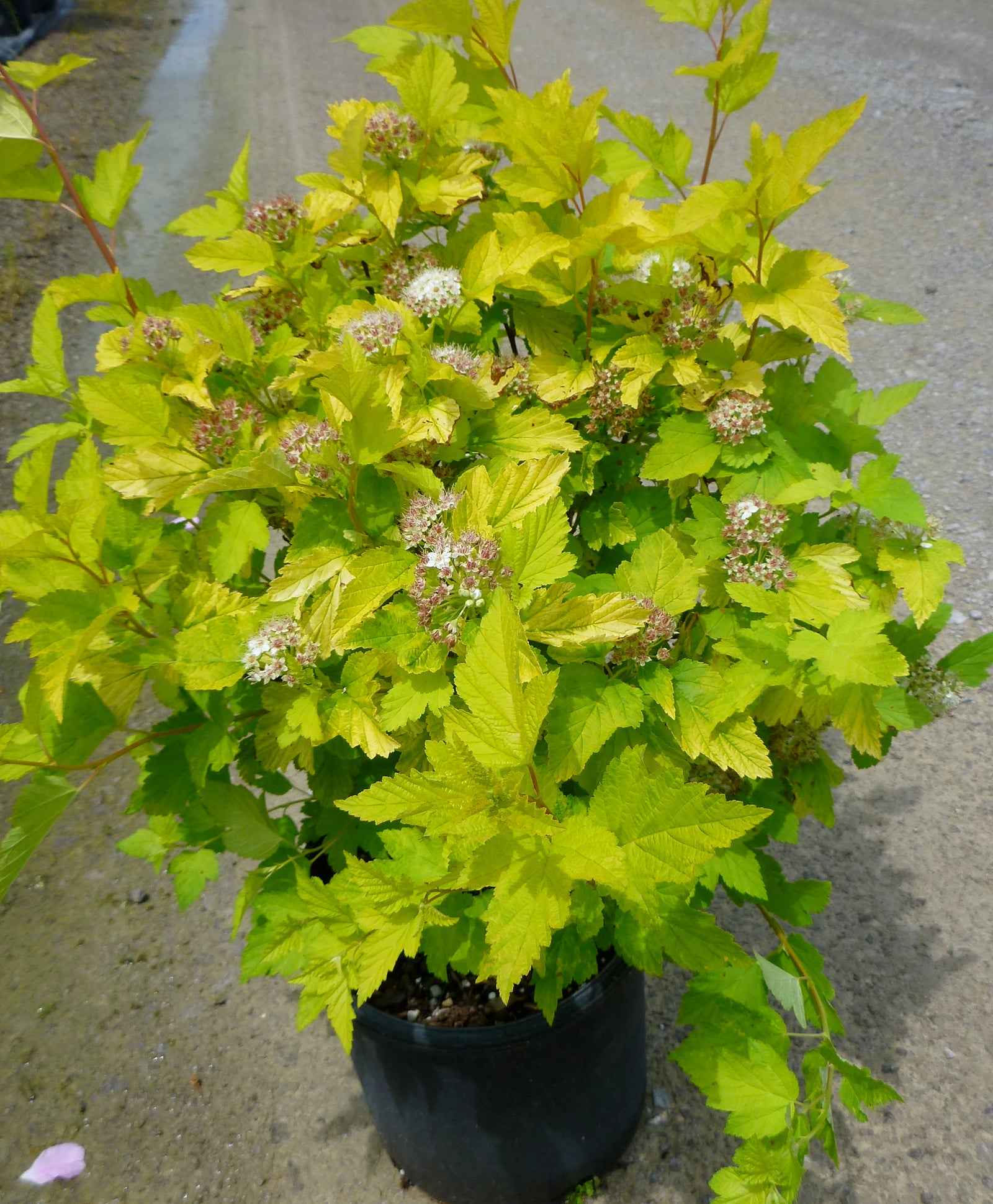 Physocarpus opulifolius Luteus Golden Ninebark