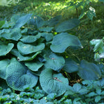 Hosta sieboldiana Elegans Plantain Lily