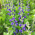 Baptisia australis Blue False Indigo