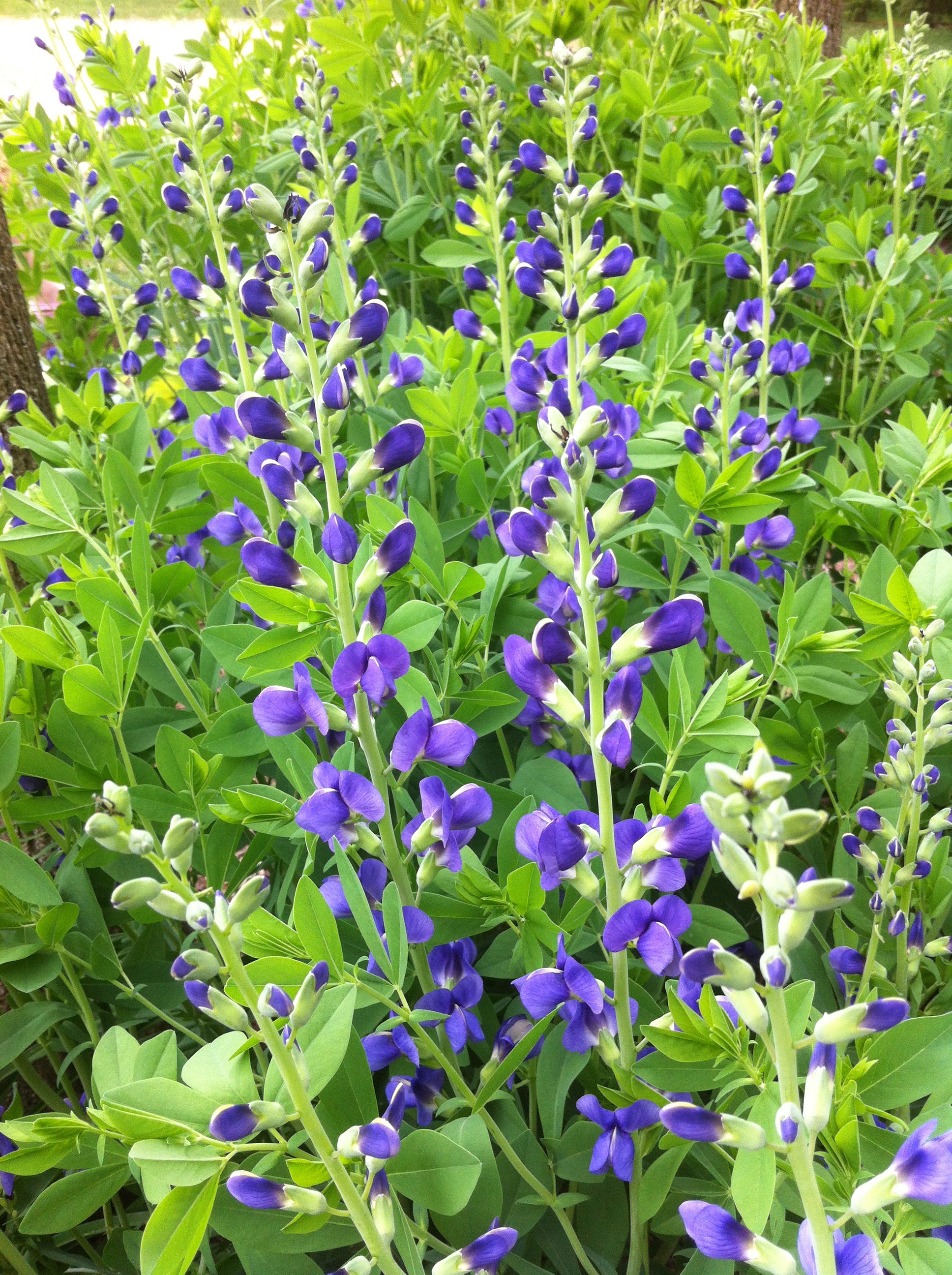 Baptisia australis Blue False Indigo