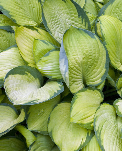 Hosta Gold Standard Plantain Lily