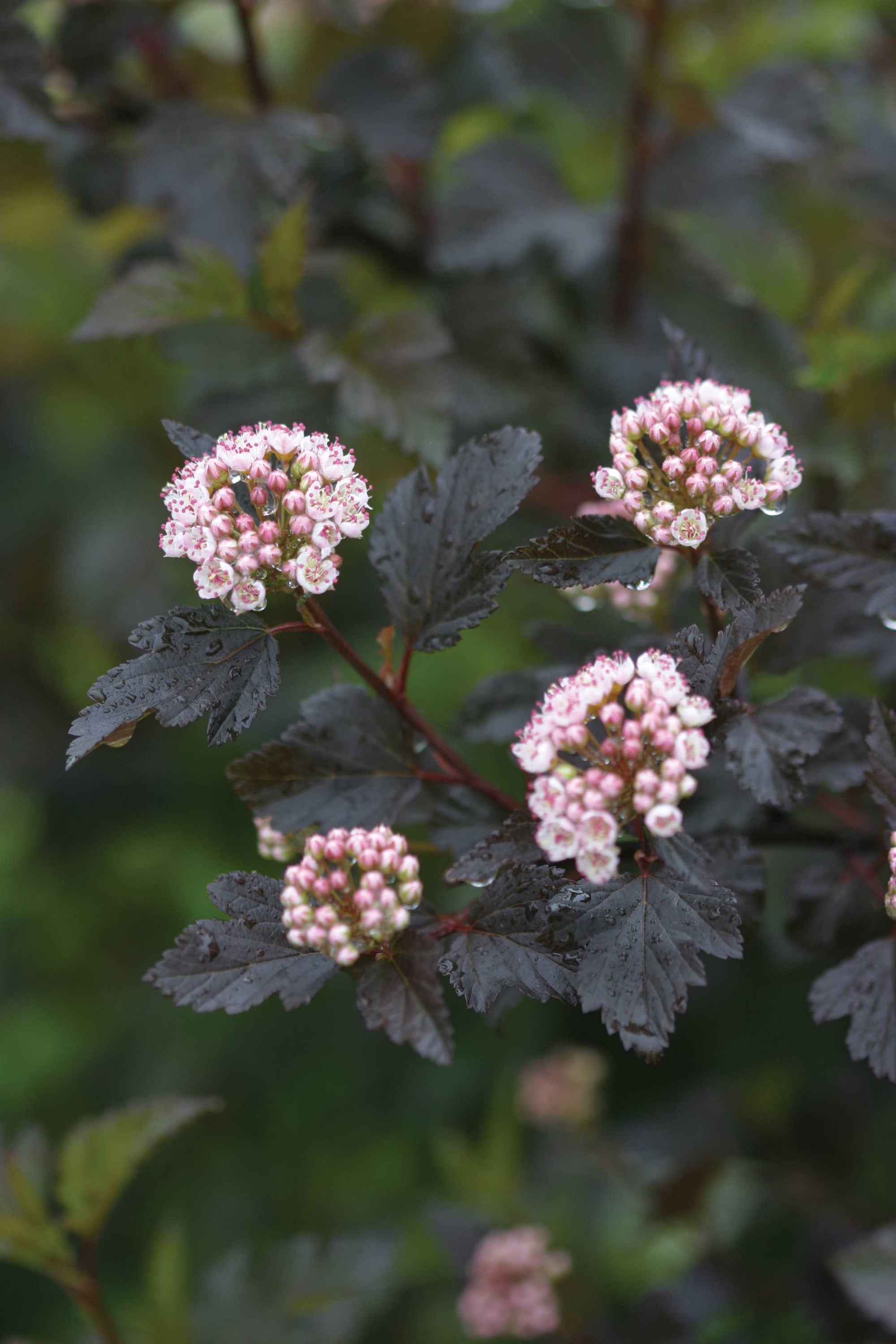 Physocarpus opulifolius Summer Wine Seward PP14821, CPBR2641 Summer Wine Ninebark