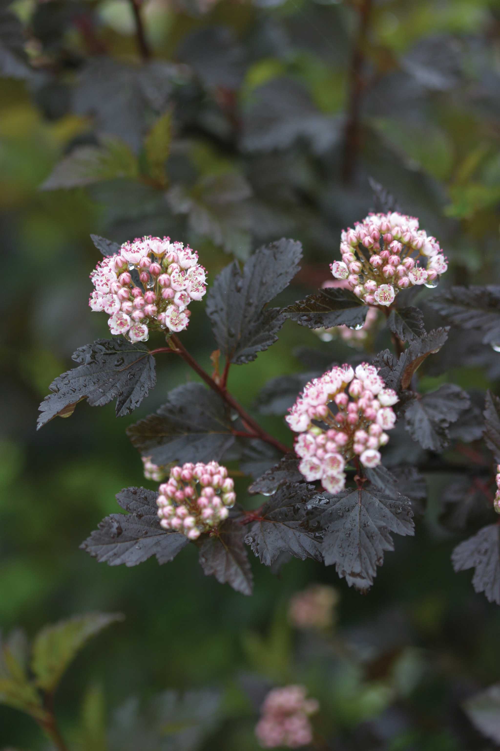 Physocarpus opulifolius Summer Wine Seward PP14821, CPBR2641 Summer Wine Ninebark